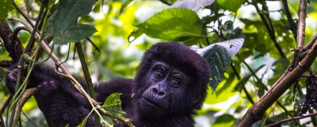 Stunning landscape of Rwanda's national parks featuring mountain gorillas, wildlife, and rich cultural experiences on a safari adventure