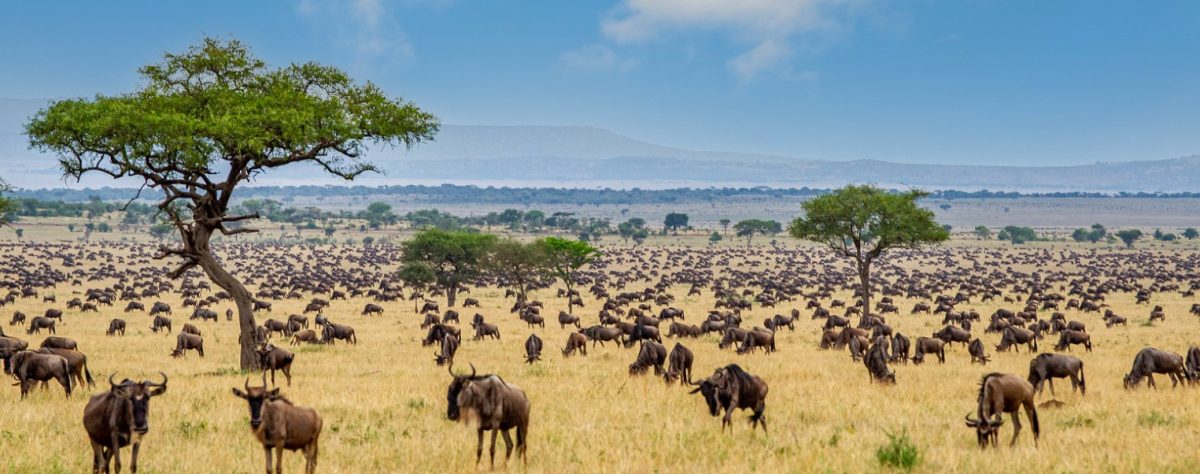 Scenic view of Uganda and Kenya safari landscapes, featuring lush rainforests, majestic mountain gorillas, and vast savannahs with wildlife